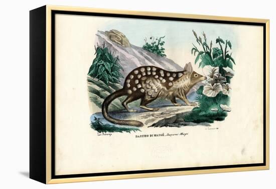 Quoll, 1863-79-Raimundo Petraroja-Framed Premier Image Canvas