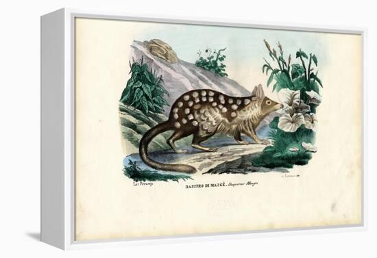 Quoll, 1863-79-Raimundo Petraroja-Framed Premier Image Canvas