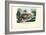 Quoll, 1863-79-Raimundo Petraroja-Framed Giclee Print