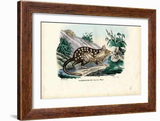 Quoll, 1863-79-Raimundo Petraroja-Framed Giclee Print