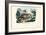 Quoll, 1863-79-Raimundo Petraroja-Framed Giclee Print