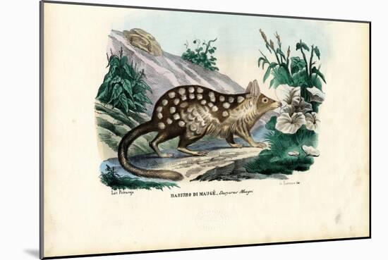 Quoll, 1863-79-Raimundo Petraroja-Mounted Giclee Print