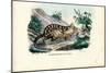 Quoll, 1863-79-Raimundo Petraroja-Mounted Giclee Print