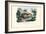 Quoll, 1863-79-Raimundo Petraroja-Framed Giclee Print