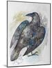 Quoth the Raven-Oxana Zaika-Mounted Giclee Print