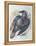 Quoth the Raven-Oxana Zaika-Framed Premier Image Canvas
