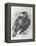 Quoth the Raven-Oxana Zaika-Framed Premier Image Canvas