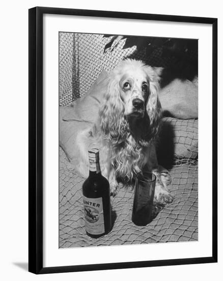 R. A. Christie's Dog Looking Rather Bored at Globetrotters Costume Party-null-Framed Photographic Print