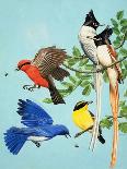 Woodland Birds-R. B. Davis-Giclee Print