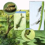Lifecycle of the Mosquito-R. B. Davis-Mounted Giclee Print