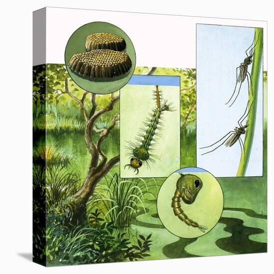 Stretched Canvas Print, , large