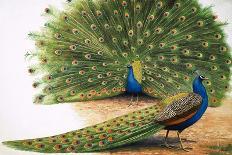 Brightly Coloured Birds-R. B. Davis-Giclee Print