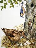 Woodland Birds-R. B. Davis-Giclee Print