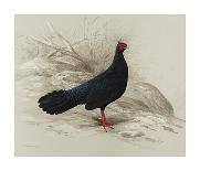 Edwards Pheasant-R Digby-Premium Giclee Print