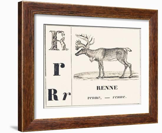 R for Reindeer, 1850 (Engraving)-Louis Simon (1810-1870) Lassalle-Framed Giclee Print