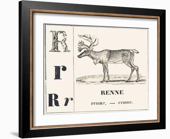 R for Reindeer, 1850 (Engraving)-Louis Simon (1810-1870) Lassalle-Framed Giclee Print