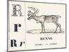 R for Reindeer, 1850 (Engraving)-Louis Simon (1810-1870) Lassalle-Mounted Giclee Print