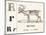 R for Reindeer, 1850 (Engraving)-Louis Simon (1810-1870) Lassalle-Mounted Giclee Print