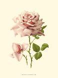 Victorian Rose I-R^ Guillot-Stretched Canvas
