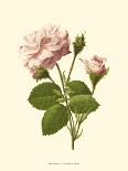 Victorian Rose II-R^ Guillot-Framed Art Print