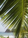 Palm Leaf, Nicoya Pennisula, Costa Rica, Central America-R H Productions-Photographic Print