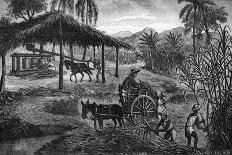 West Indies Sugar Plantation-R. Henkel-Framed Art Print