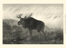 American Moose-R^ Hinshelwood-Mounted Art Print