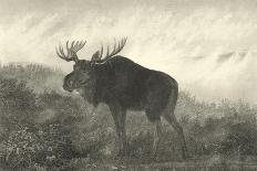 American Elk-R. Hinshelwood-Framed Art Print