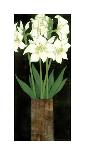 Perfect White Lilies-R^ Rafferty-Framed Giclee Print