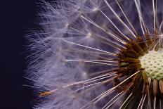 Close-Up of Dandelion Seed-R_Szatkowski-Photographic Print