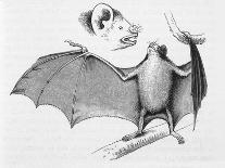 Vampire Bat (Desmodus d'Orbignyi) Caught at the Back of Darwin's House in Chile South America-R.t. Pritchett-Art Print