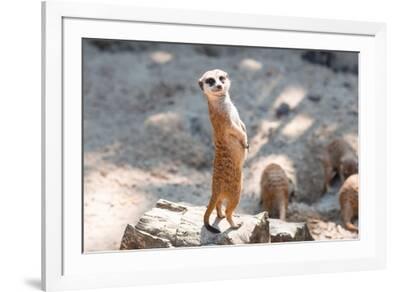 Meerkat, Suricata Suricat, Captive Animal, Diffuse