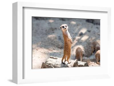 Society6 iPhone4/4S,5用 Cat & Meerkats by Tummeow Cat And Meerkats Canvas Wall Art by Tummeow | iCanvas