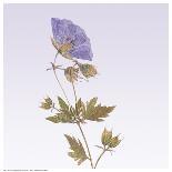 Delicate Lavender Floral-R^ Vancura-Art Print