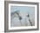 Rabari Leading Grey Horse-Lincoln Seligman-Framed Giclee Print