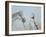 Rabari Leading Grey Horse-Lincoln Seligman-Framed Giclee Print