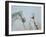 Rabari Leading Grey Horse-Lincoln Seligman-Framed Giclee Print