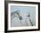 Rabari Leading Grey Horse-Lincoln Seligman-Framed Giclee Print