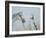 Rabari Leading Grey Horse-Lincoln Seligman-Framed Giclee Print