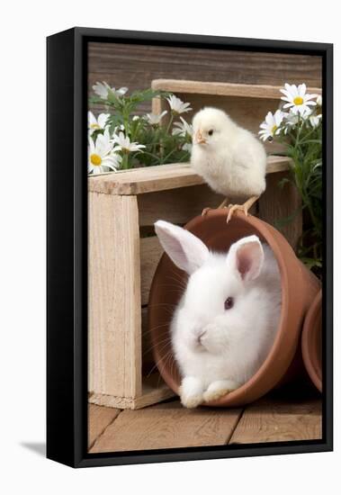 Rabbit and Chick Mini Ivory Satin Rabbit Sitting-null-Framed Premier Image Canvas