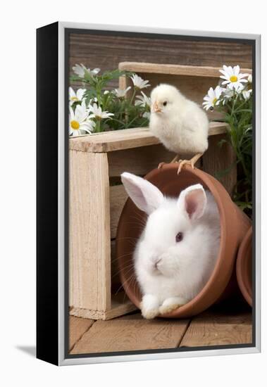Rabbit and Chick Mini Ivory Satin Rabbit Sitting-null-Framed Premier Image Canvas