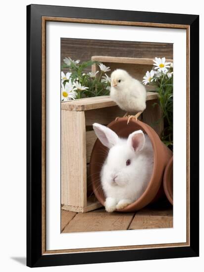 Rabbit and Chick Mini Ivory Satin Rabbit Sitting-null-Framed Photographic Print