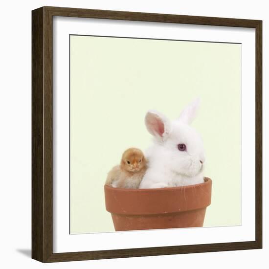 Rabbit and Chick Mini Ivory Satin Rabbit Sitting-null-Framed Photographic Print