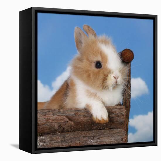Rabbit Baby Bunny Outdoor-Richard Peterson-Framed Premier Image Canvas