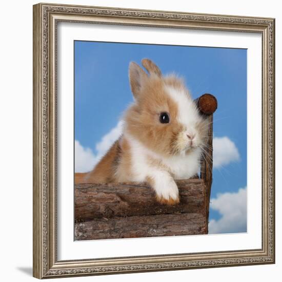 Rabbit Baby Bunny Outdoor-Richard Peterson-Framed Photographic Print