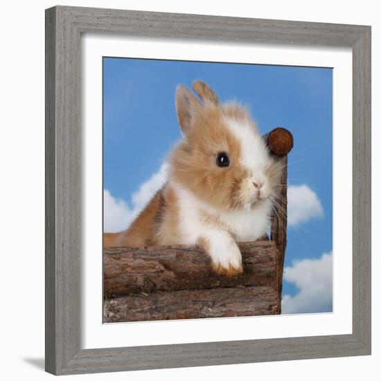Rabbit Baby Bunny Outdoor-Richard Peterson-Framed Photographic Print
