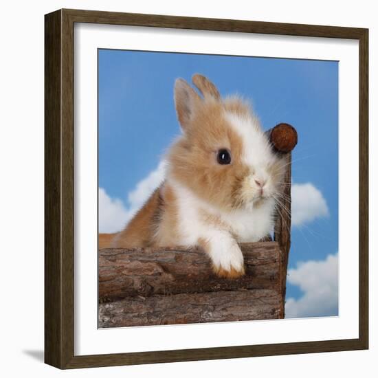 Rabbit Baby Bunny Outdoor-Richard Peterson-Framed Photographic Print