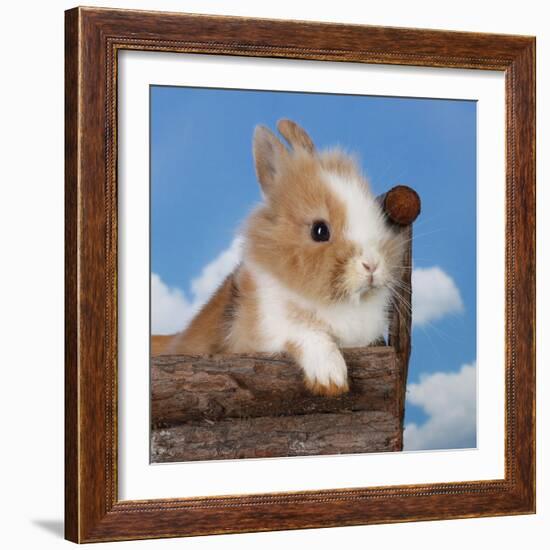 Rabbit Baby Bunny Outdoor-Richard Peterson-Framed Photographic Print