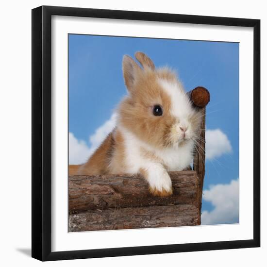 Rabbit Baby Bunny Outdoor-Richard Peterson-Framed Photographic Print