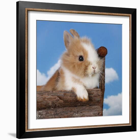 Rabbit Baby Bunny Outdoor-Richard Peterson-Framed Photographic Print